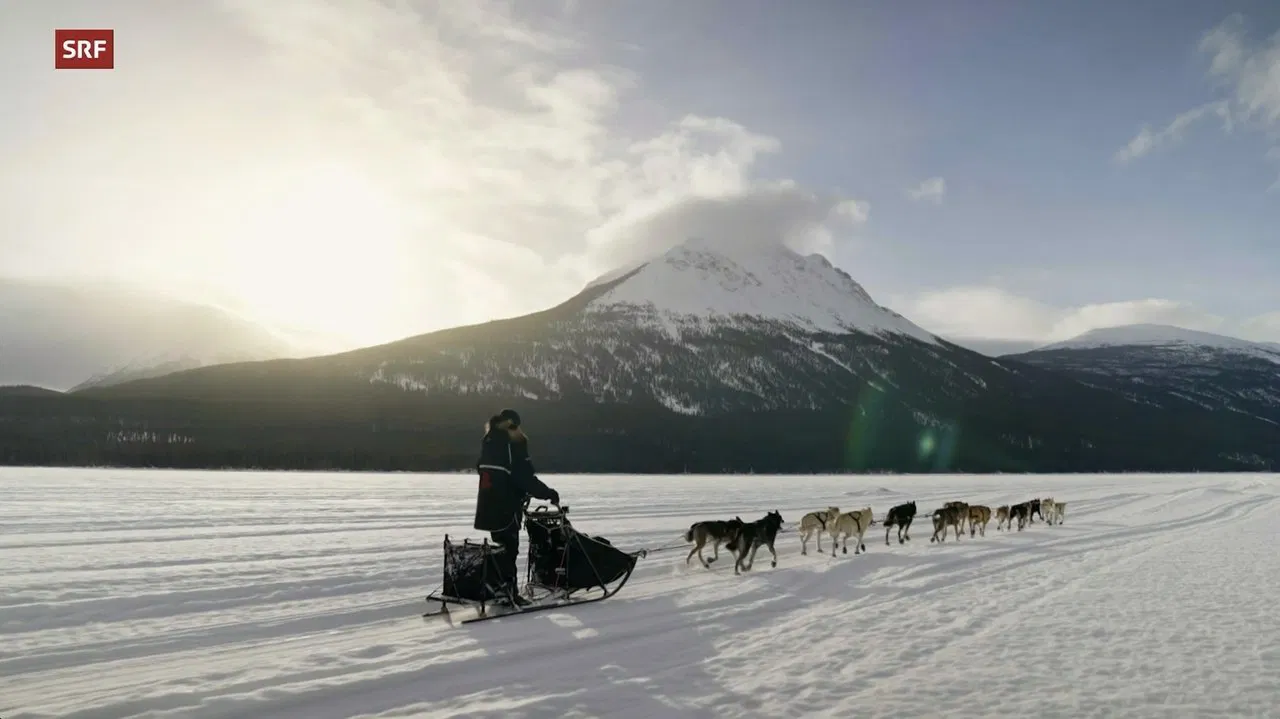Musher, l'appel de l'Alaska backdrop