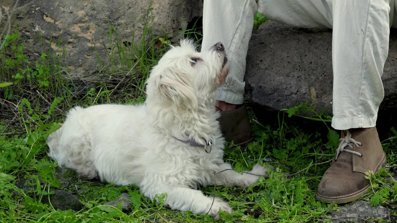 El grito de César del Bosque backdrop