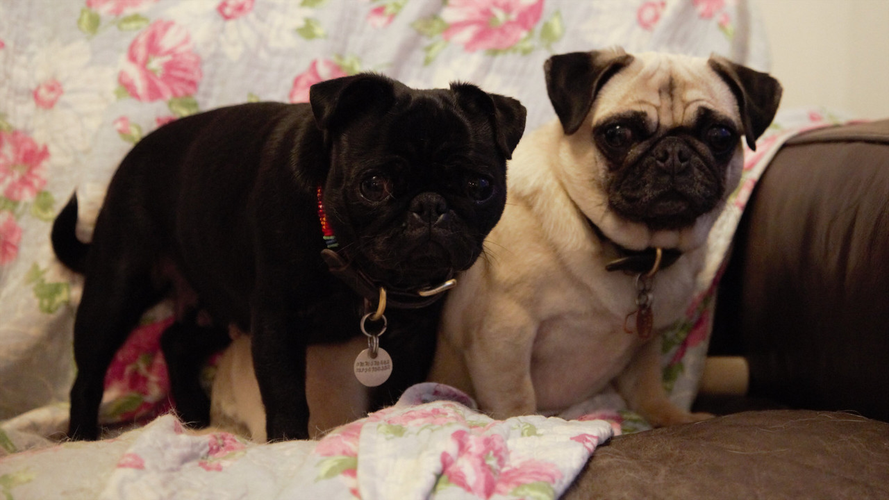 My Gay Dog and Other Animals backdrop