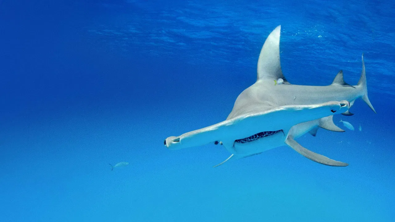 Shark Squad backdrop