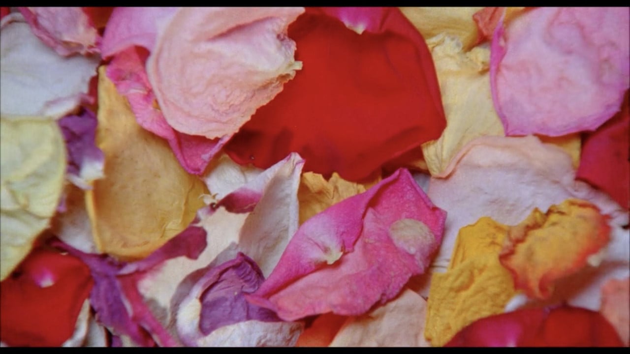 Cloud of Petals backdrop