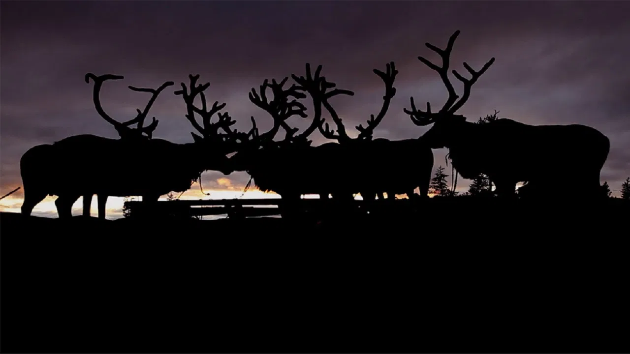 The Breath of the Tundra backdrop