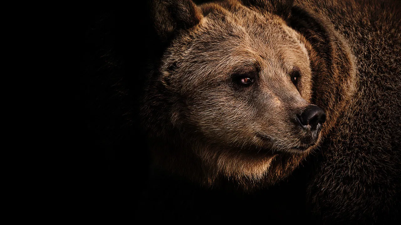 Grizzly Uprising backdrop