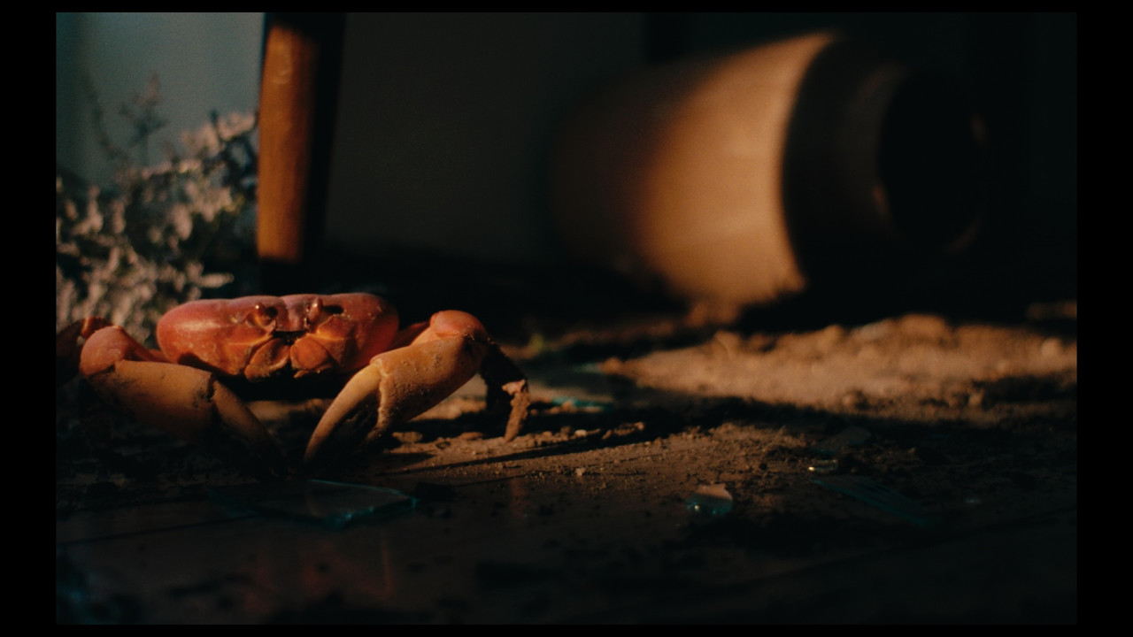 Crabs in the Air backdrop