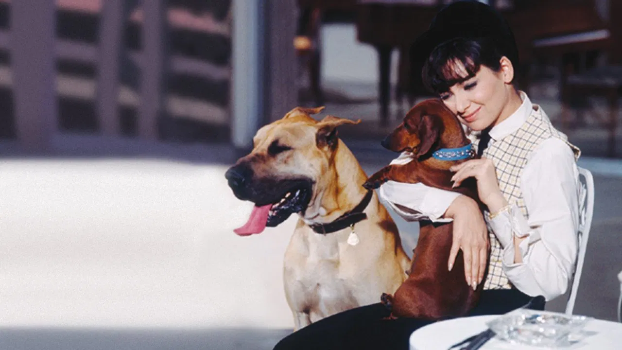 The Ugly Dachshund backdrop