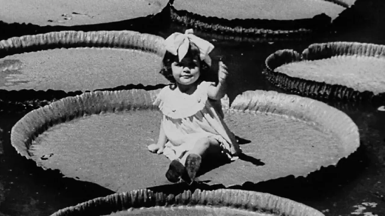 Victória Régia backdrop