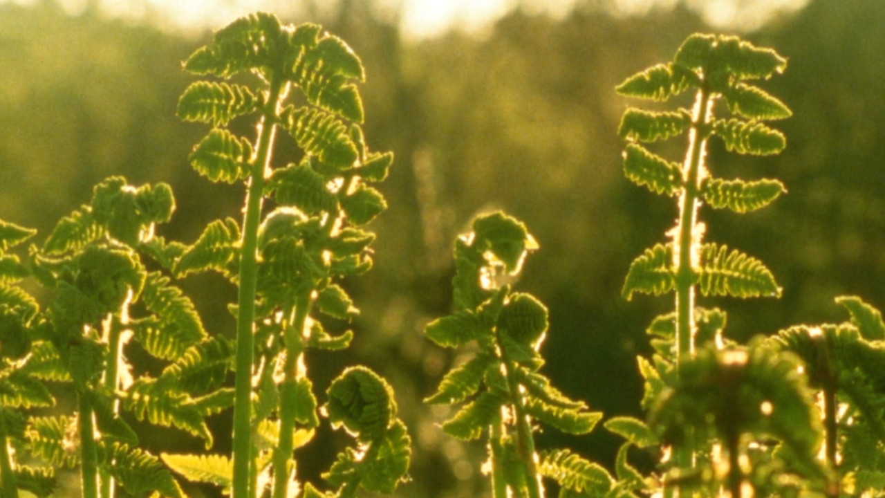 Spring Sunset backdrop