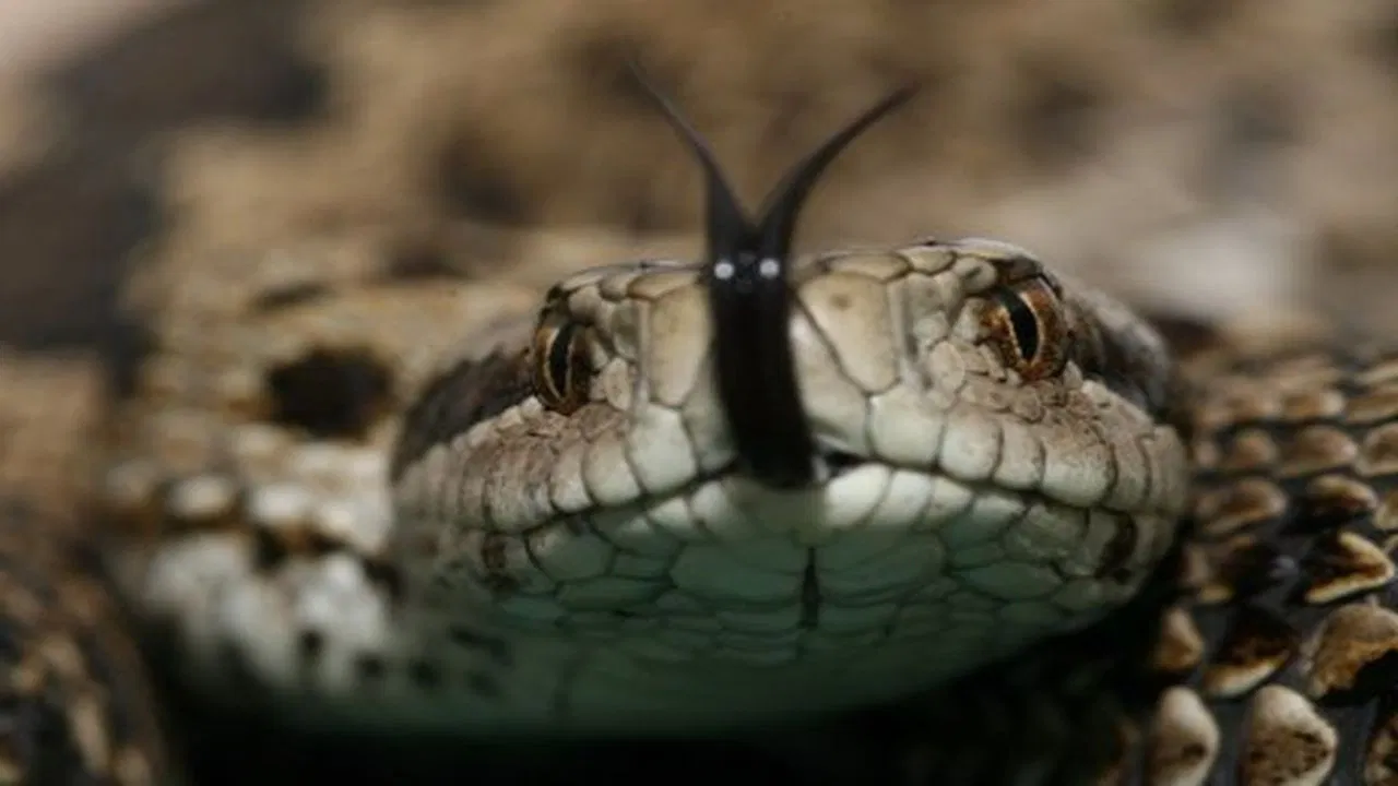 Vipera Life – A serpent’s life backdrop