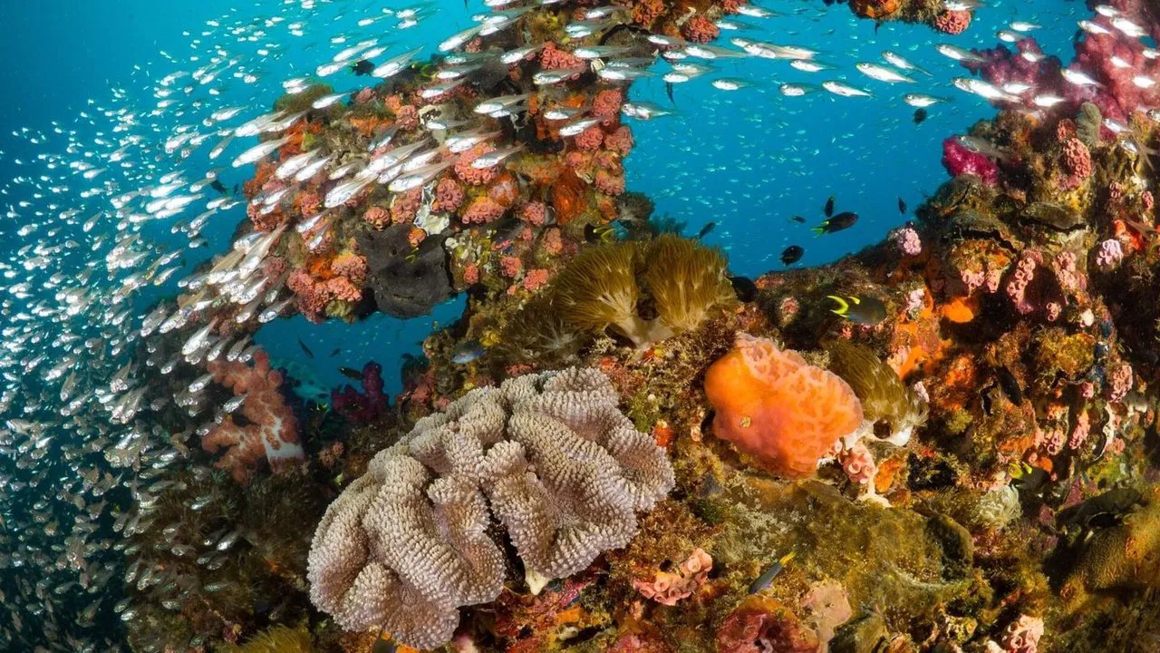Les sentinelles de la Grande Barrière de Corail backdrop