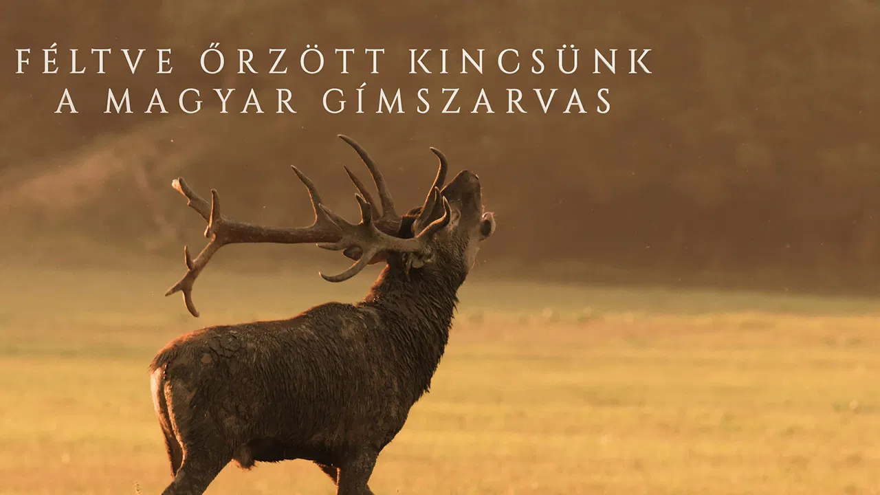 Féltve őrzött kincsünk, a magyar gímszarvas backdrop