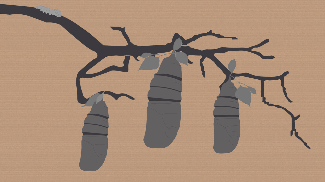 Reel #1: Surfing with Butterflies backdrop