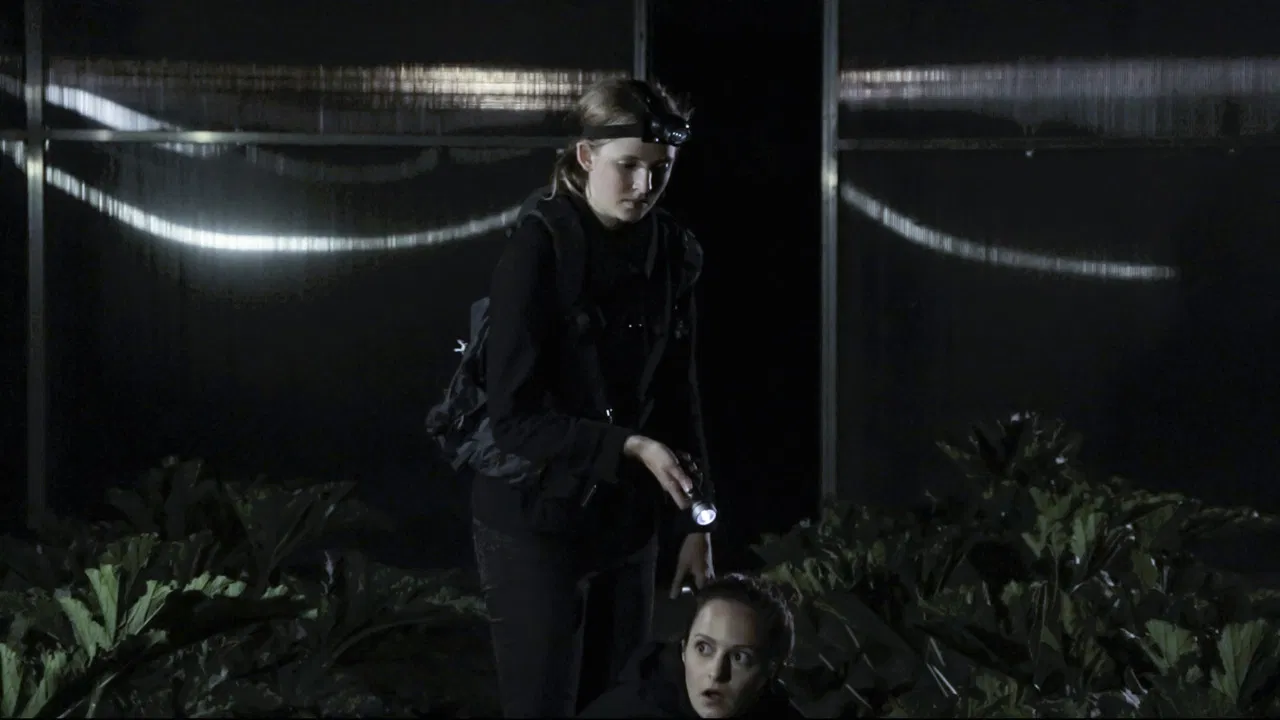 Winterzwiebeln im Sommer backdrop