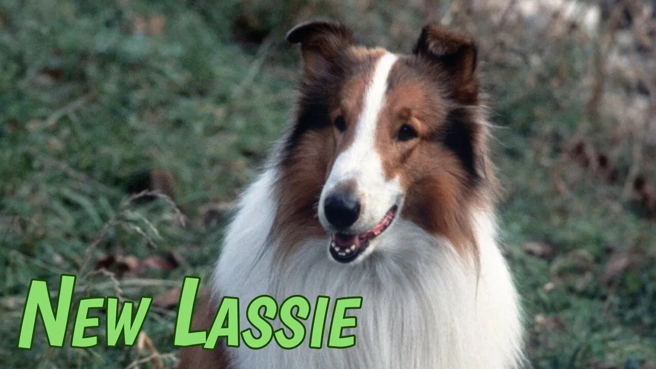The New Lassie backdrop