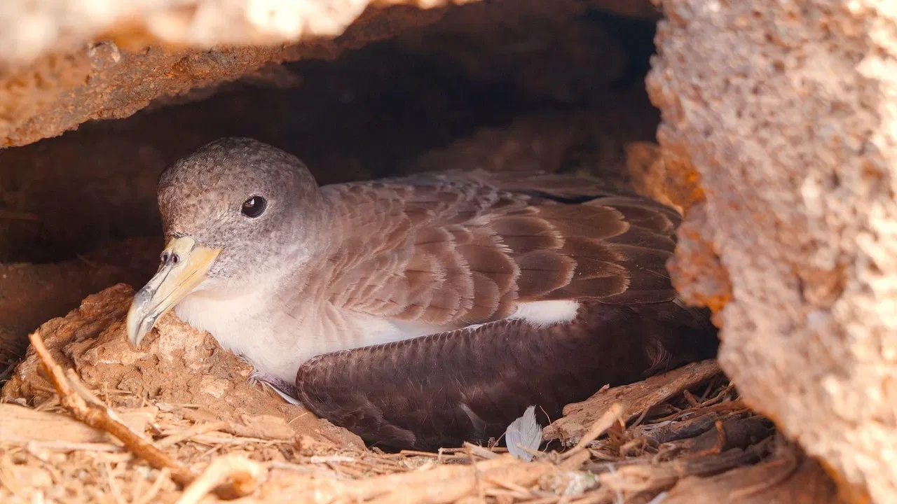 Die Vogelretter von Linosa backdrop