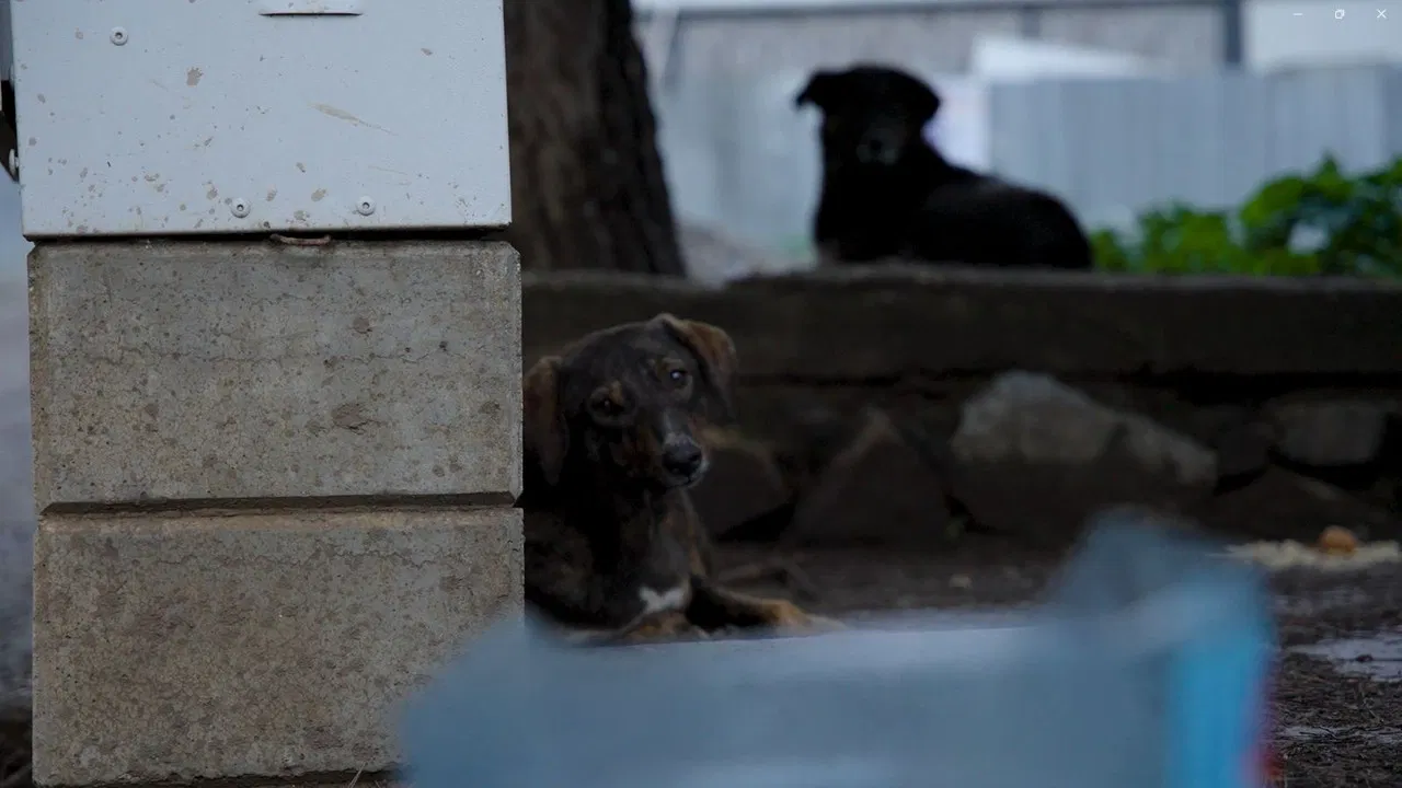 Belirsiz Mahal backdrop