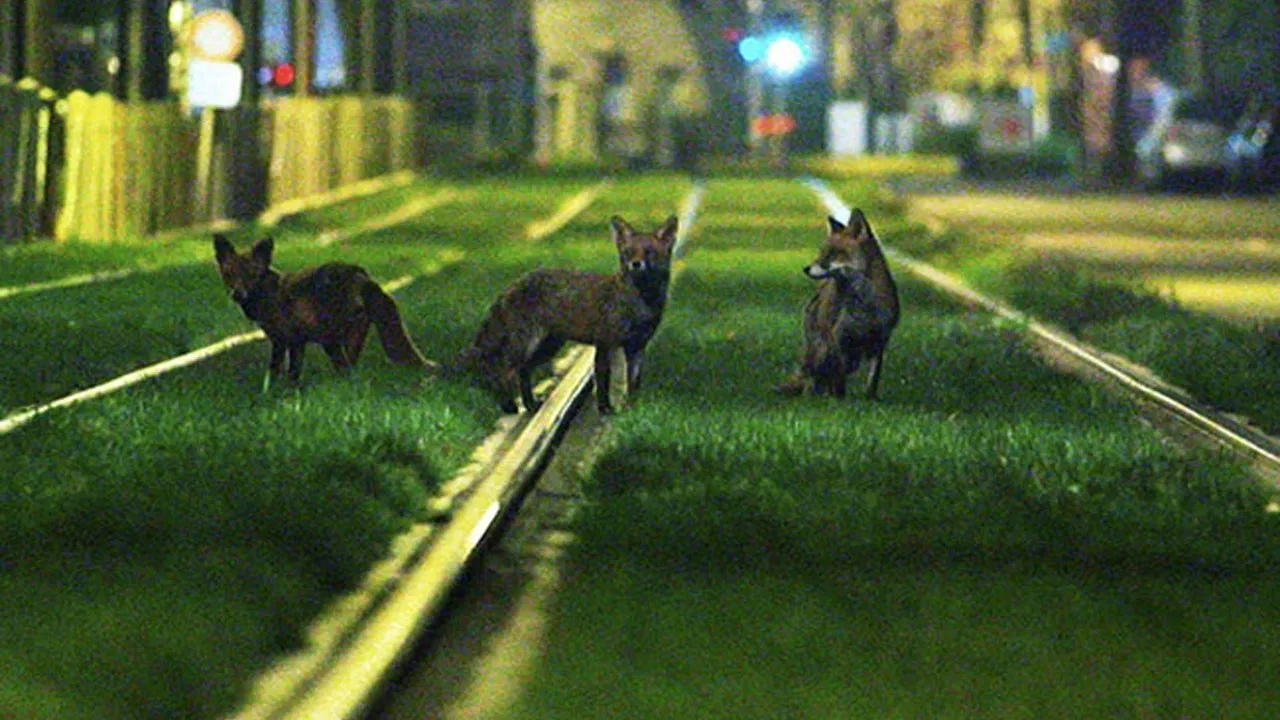 Brussels, the Wild Side backdrop