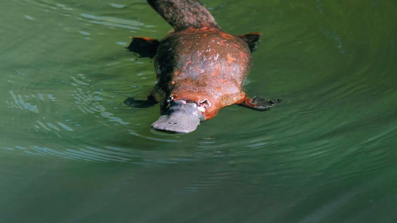 Platypus: World's Strangest Animal backdrop