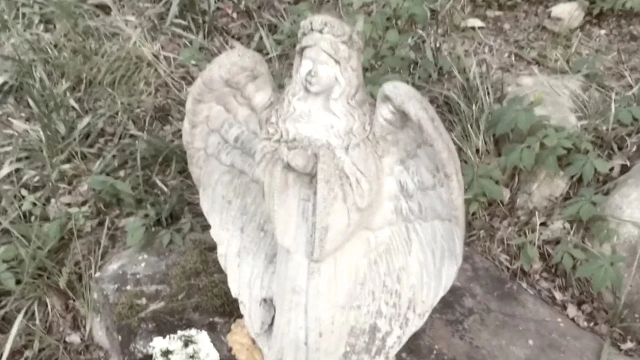 Black Forest backdrop