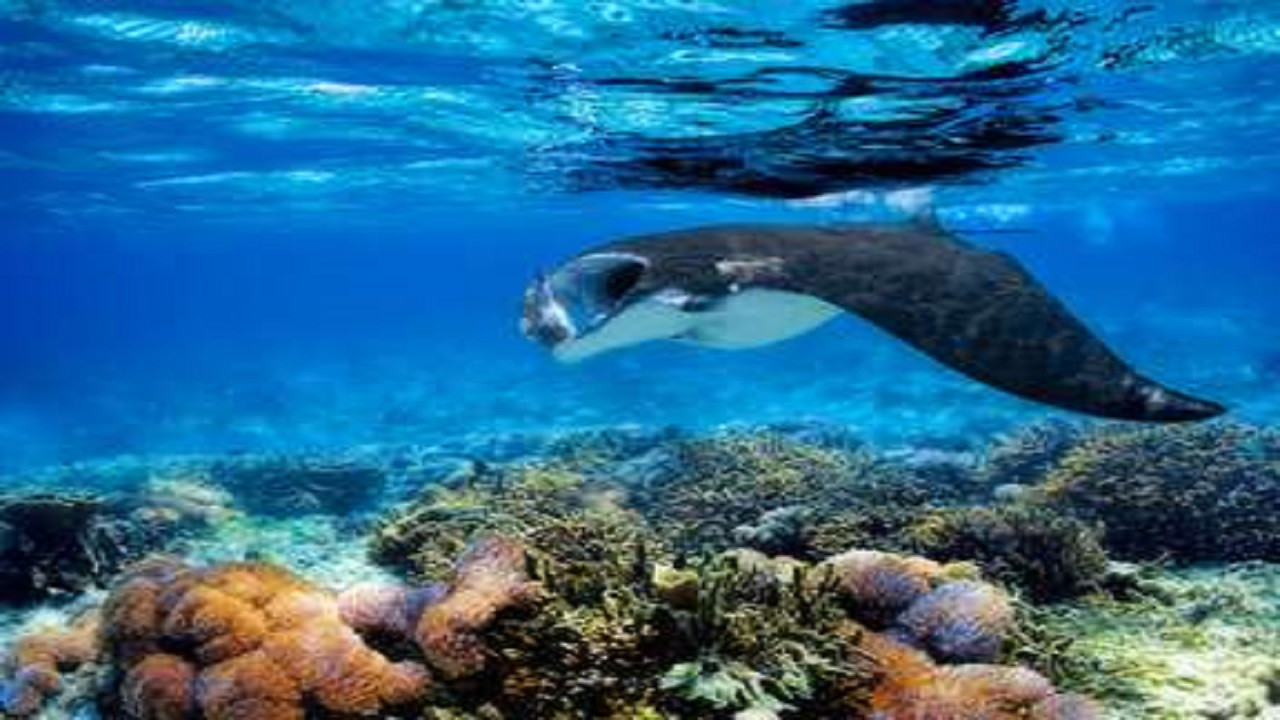 D'Arros, le paradis des Seychelles backdrop