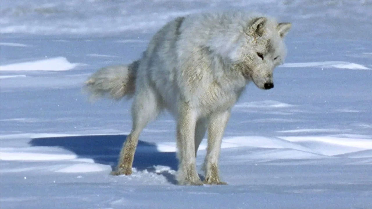 The White Planet backdrop