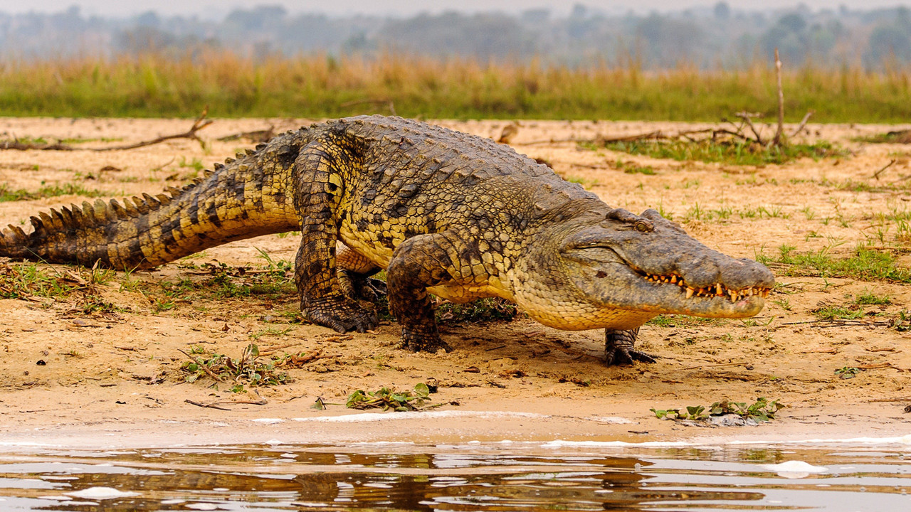 Wild Nights backdrop