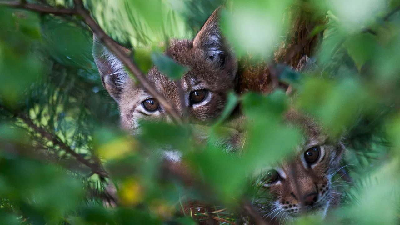 Stories from the Forest backdrop