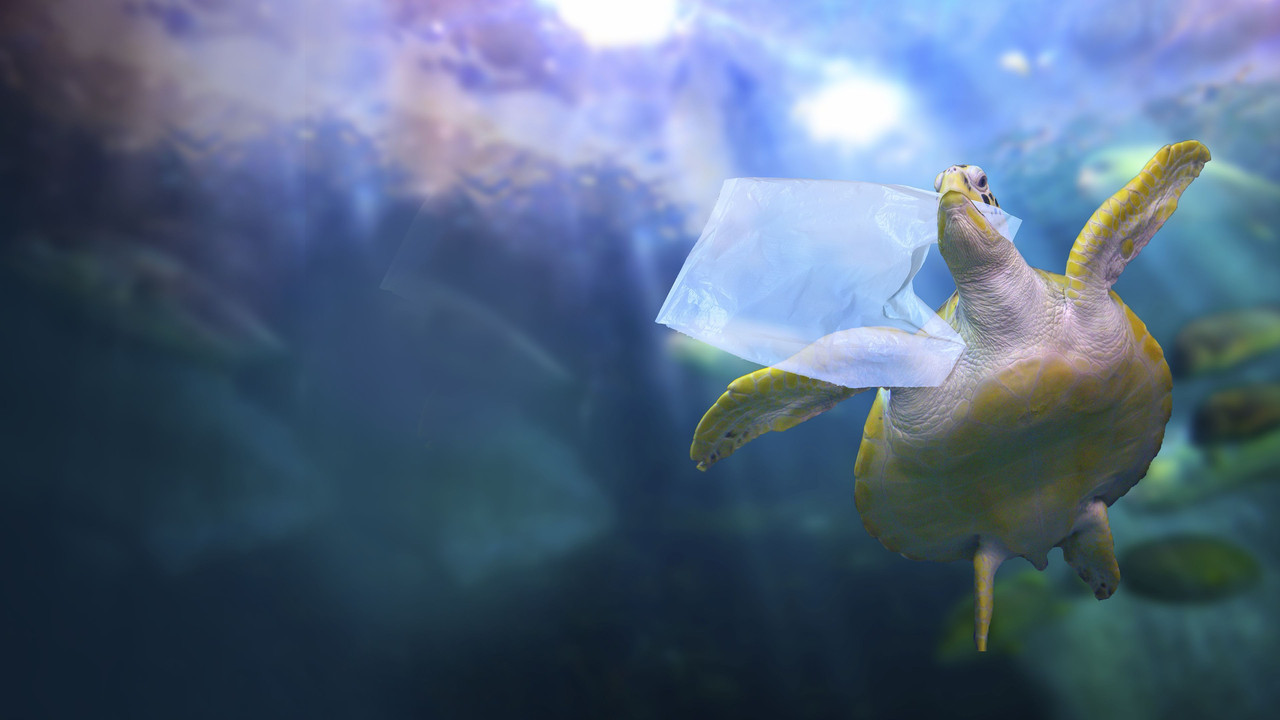 Sea of Plastic backdrop