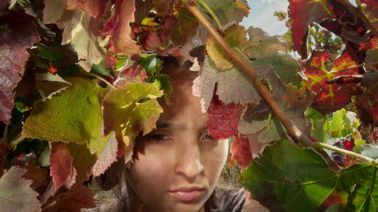 Fire of Wind backdrop