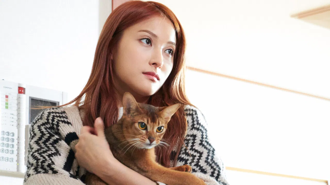 How to Break up with My Cat backdrop