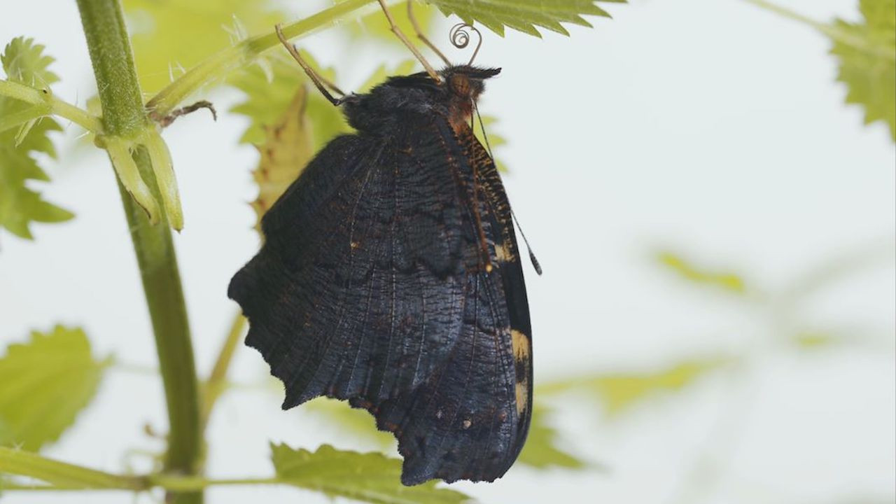 Metamorphosis backdrop