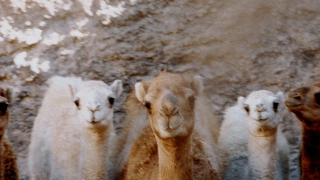 Notes from a Dromedary backdrop