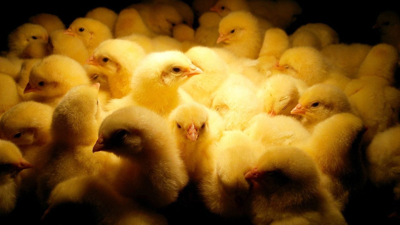 Nourrir les hommes backdrop