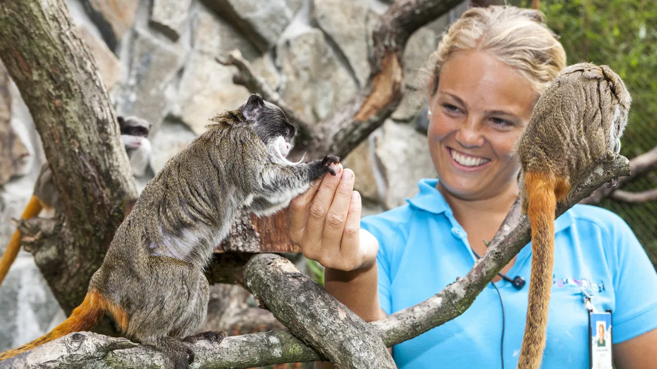 Dyrepasserne backdrop