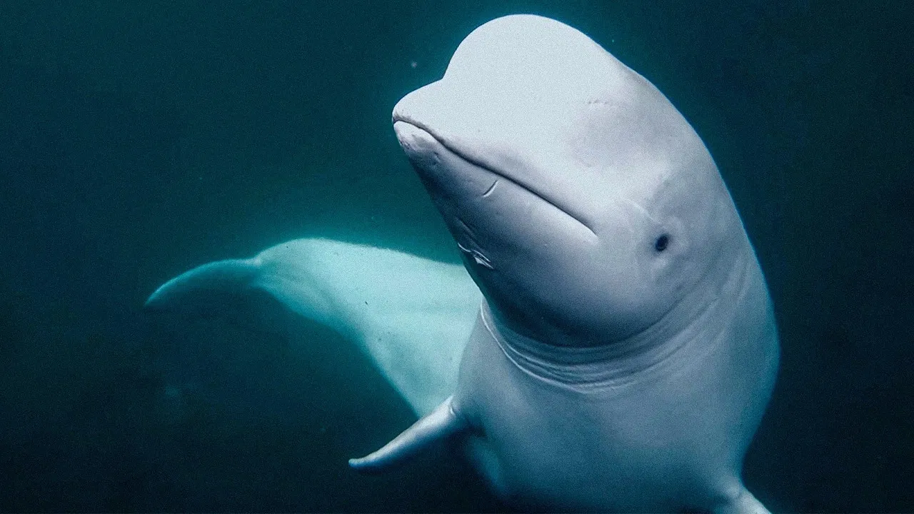 Secrets of the Spy Whale backdrop