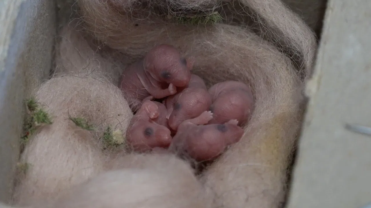 Mice of Rietveld backdrop