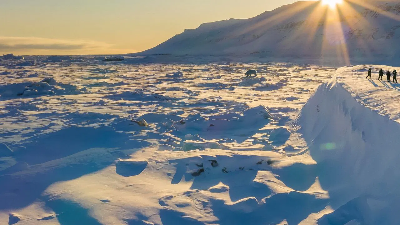 Bear Witness backdrop