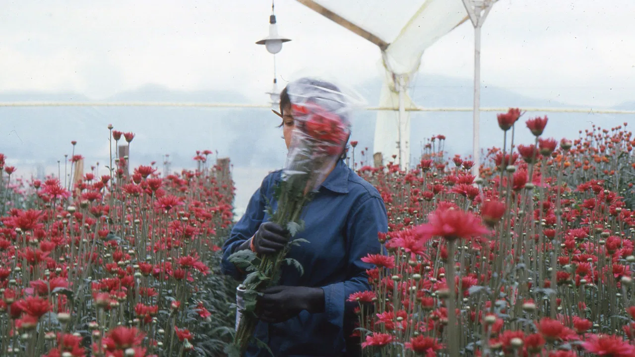 Love, Women and Flowers backdrop