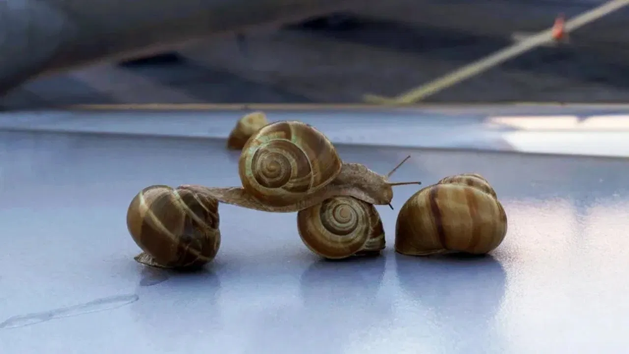 1 meter/hour backdrop