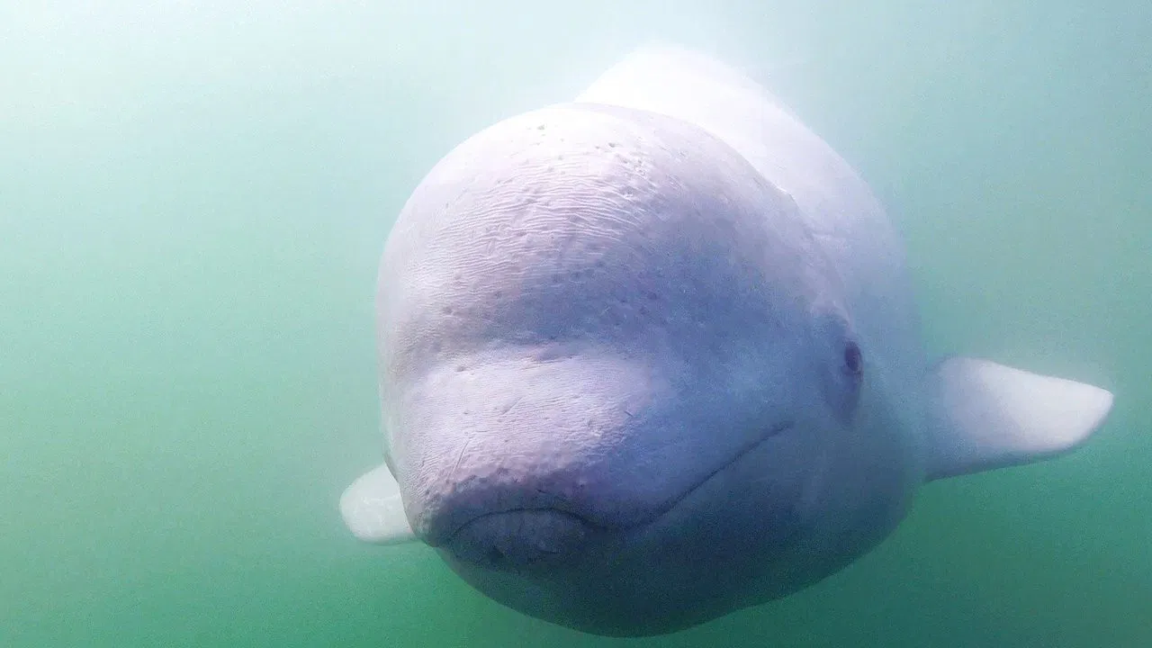 Call of the Baby Beluga backdrop