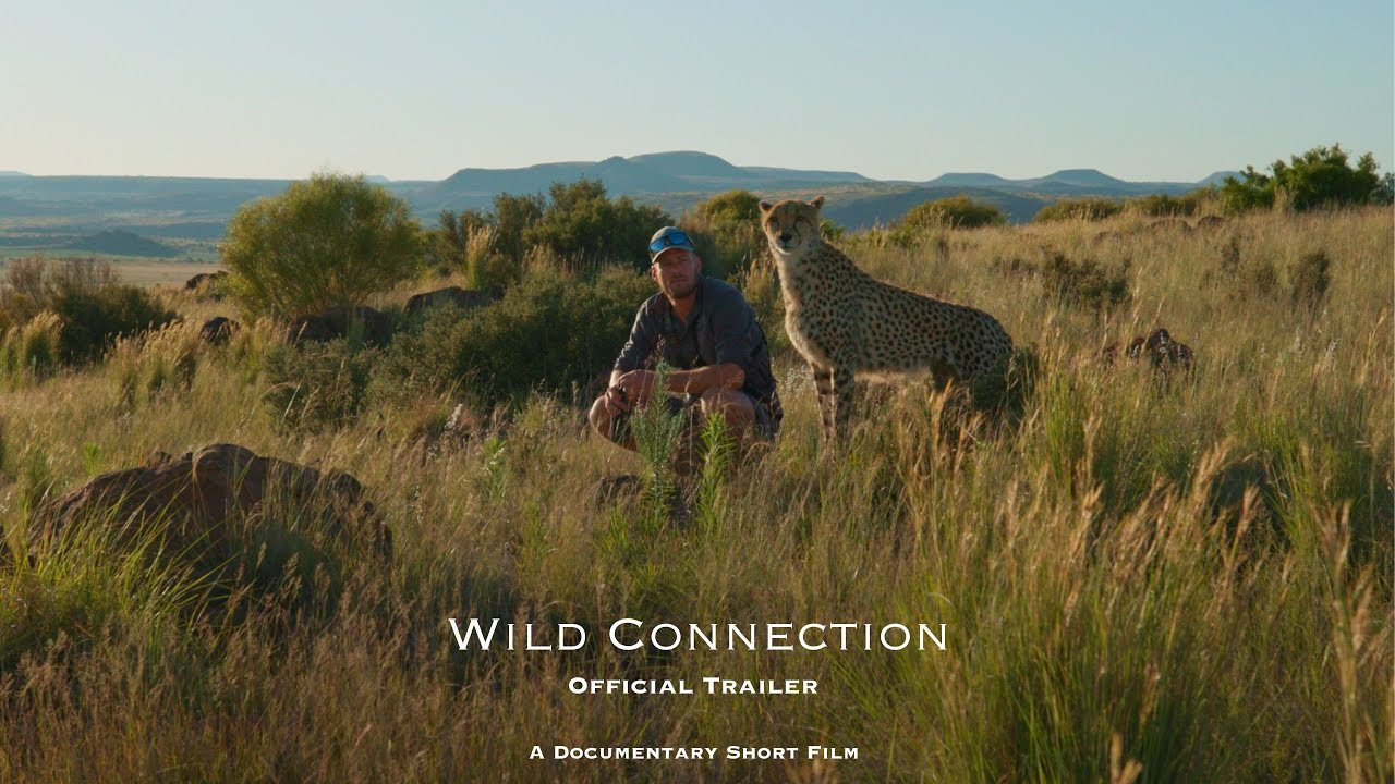 Wild Connection backdrop