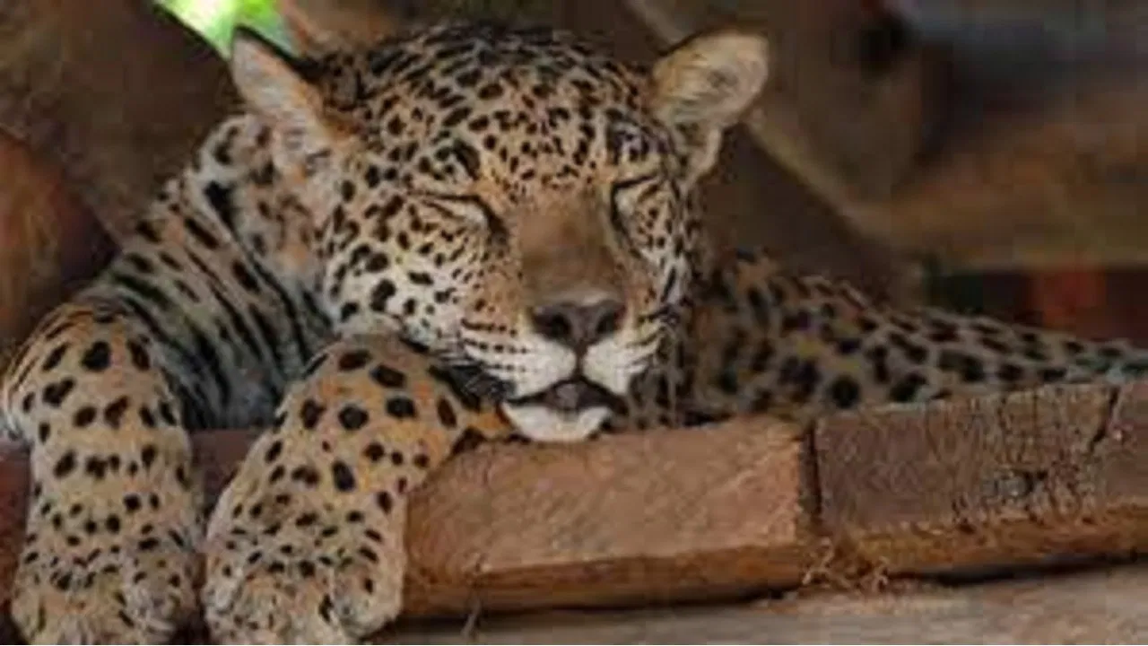 Jaguars, nés pour être libres backdrop