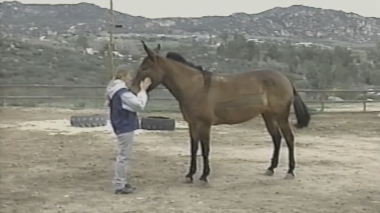 The Psychic Connection backdrop