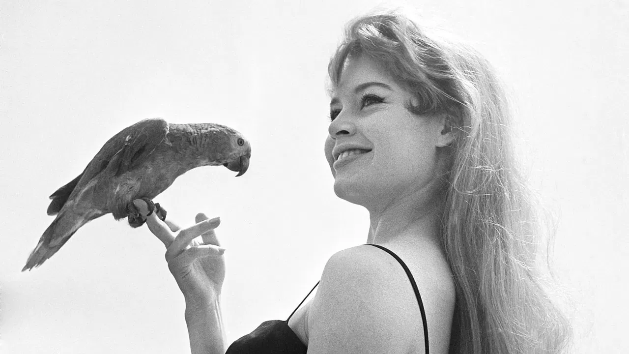 Heart of the Festival backdrop