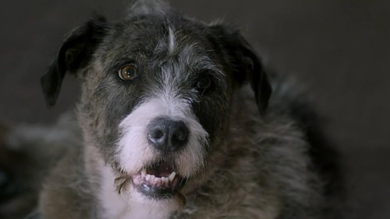 Life with Dog backdrop