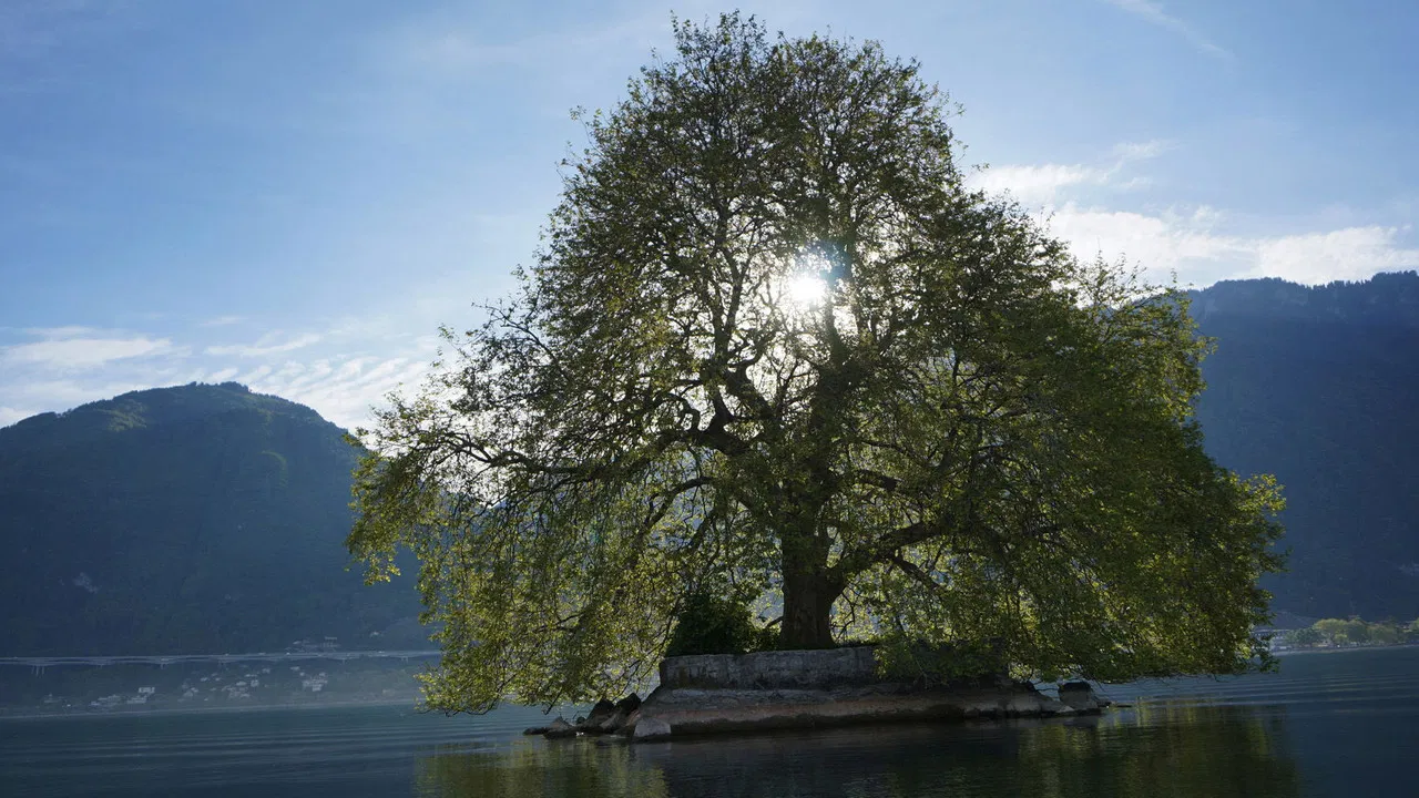 Tree Stories backdrop