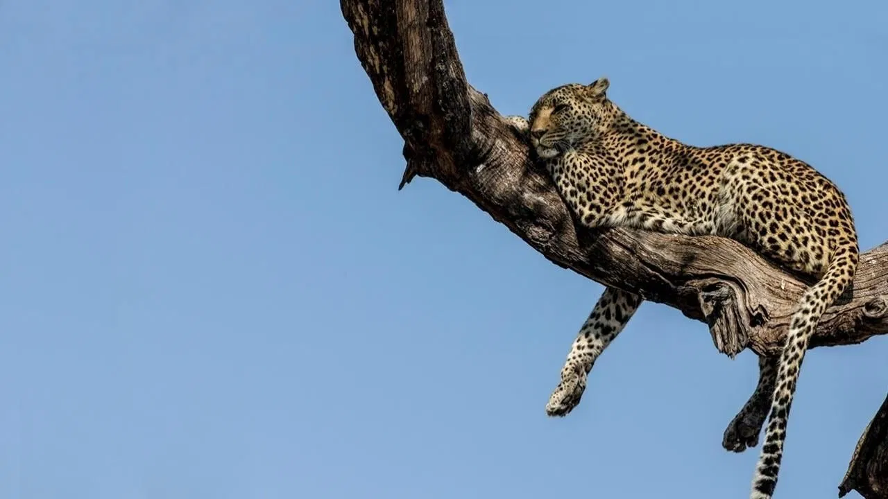 Soul of The Cat backdrop