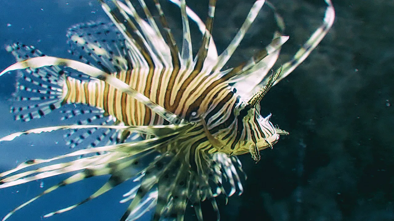 Nanairo no Suisou backdrop