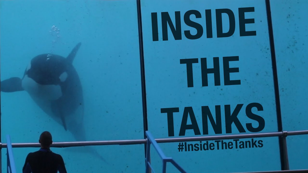 Inside the Tanks backdrop