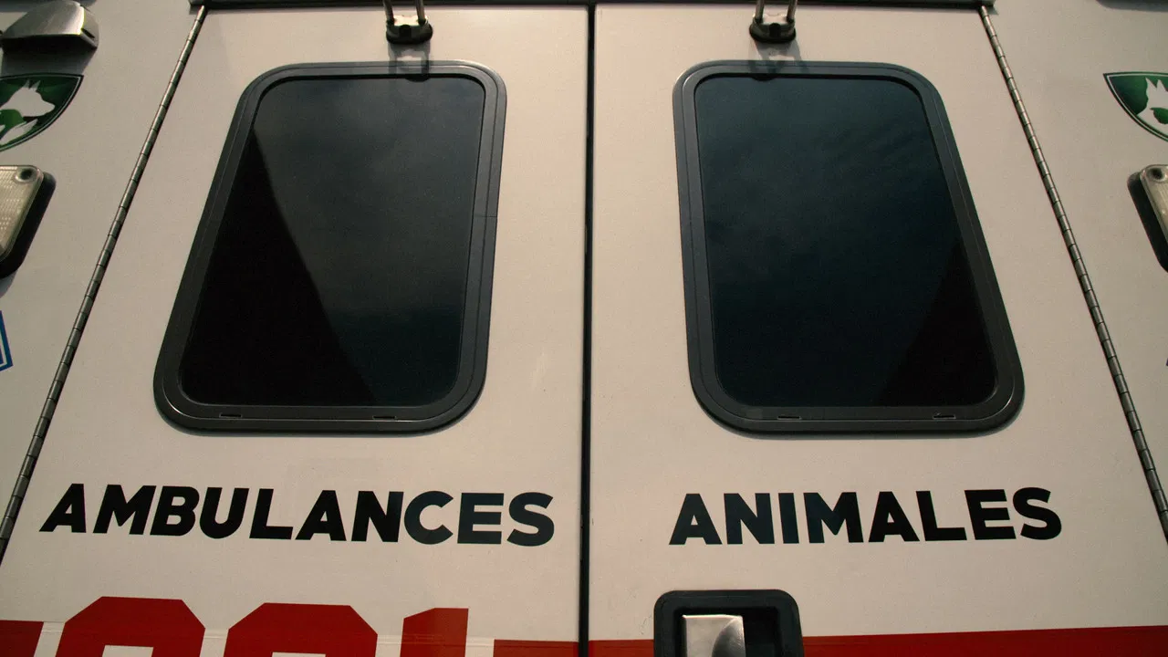 Ambulances animales backdrop