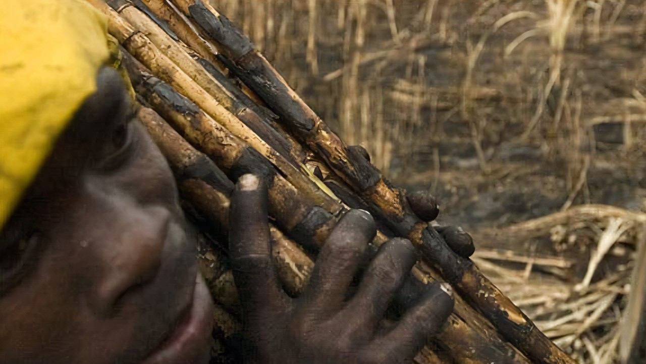 The Price of Sugar backdrop